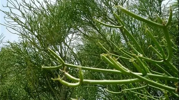 درختی در نیکشهر  نفت تولید می‌کند + تصاویر نادرترین درخت دنیا