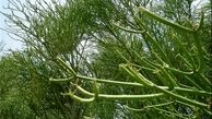 درختی در نیکشهر  نفت تولید می‌کند + تصاویر نادرترین درخت دنیا