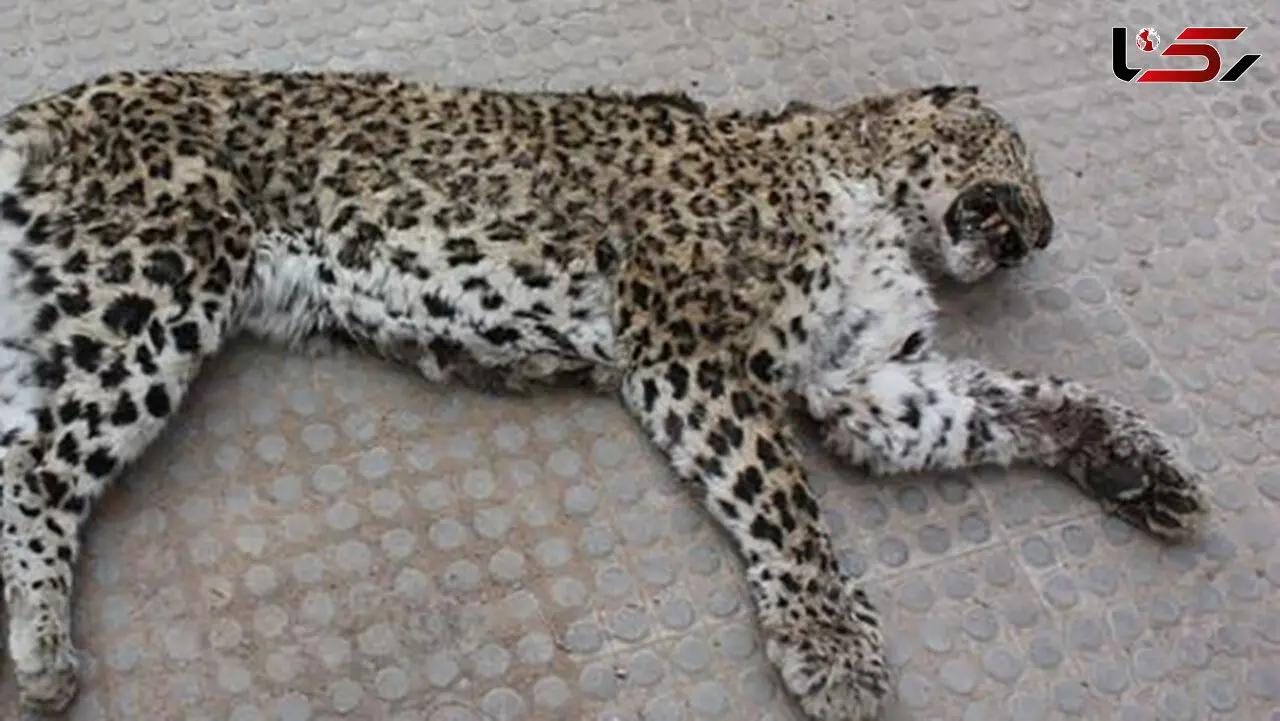  دستگیری شکارچی پلنگ و گرگ در خراسان شمالی
