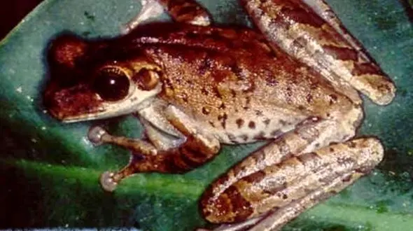 نوعی قورباغه عَجیب‌ترین مخدر دنیا!