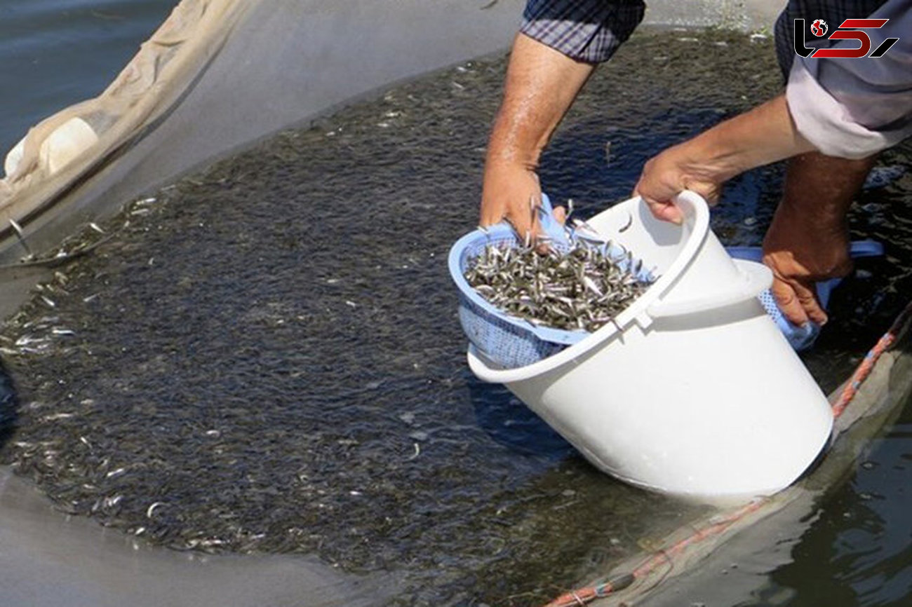 رهاسازی ۵۵ هزار قطعه بچه ماهی در سد گلبلاغ بیجار