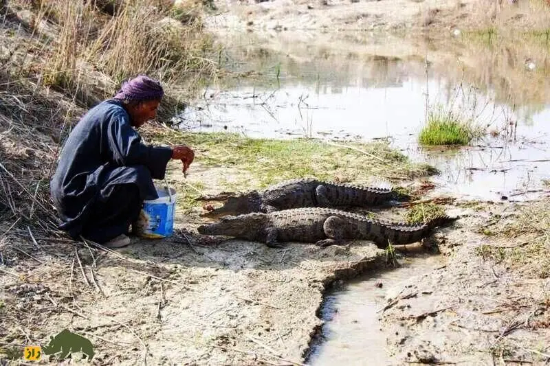 ملک‌دینار شجره