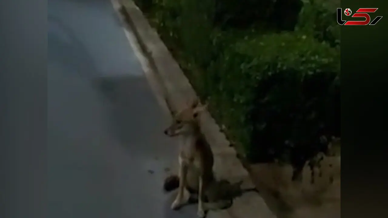 مشاهده روباه در پارک مشهد+ فیلم 