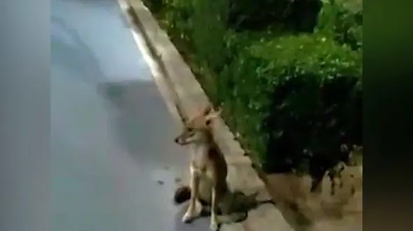 مشاهده روباه در پارک مشهد+ فیلم 