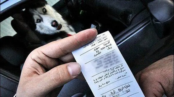 برخورد جدی پلیس با رانندگانی که سگ گردانی می‌کنند 