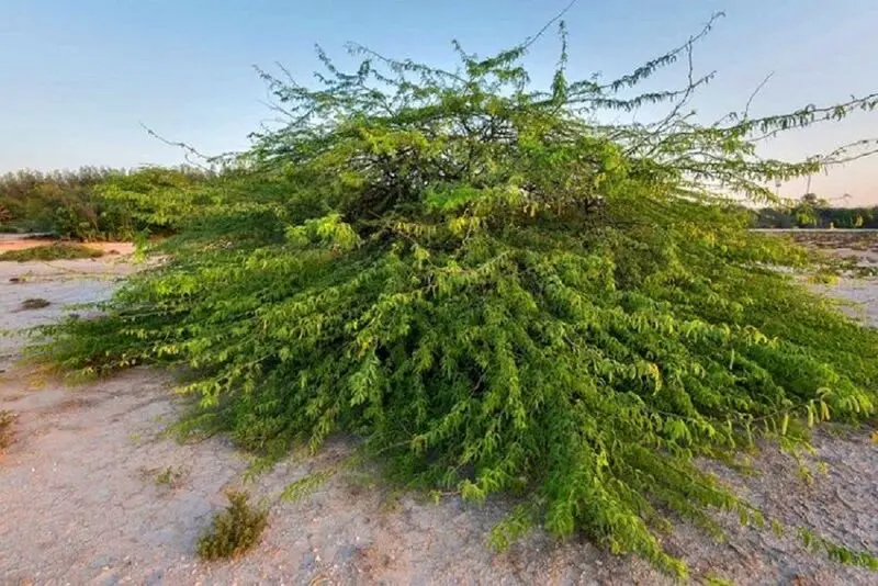 کهور پاکستانی