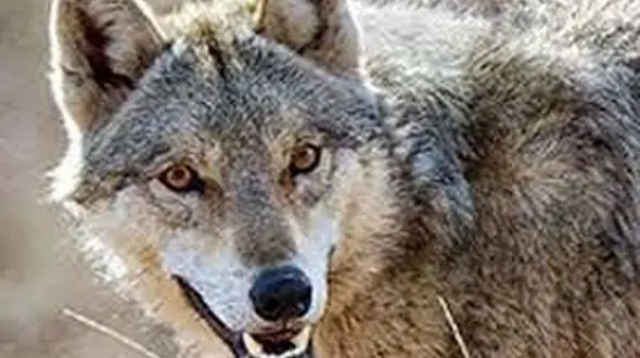 حمله خونین گرگ به 5 زن و مرد در تفرش ! 