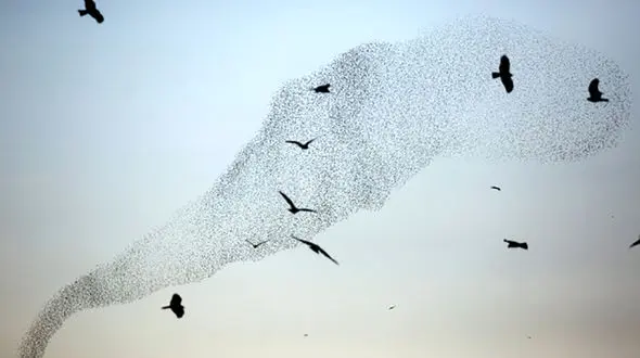 عکس های شگفت انگیز از هنرنمایی پرندگان در آسمان