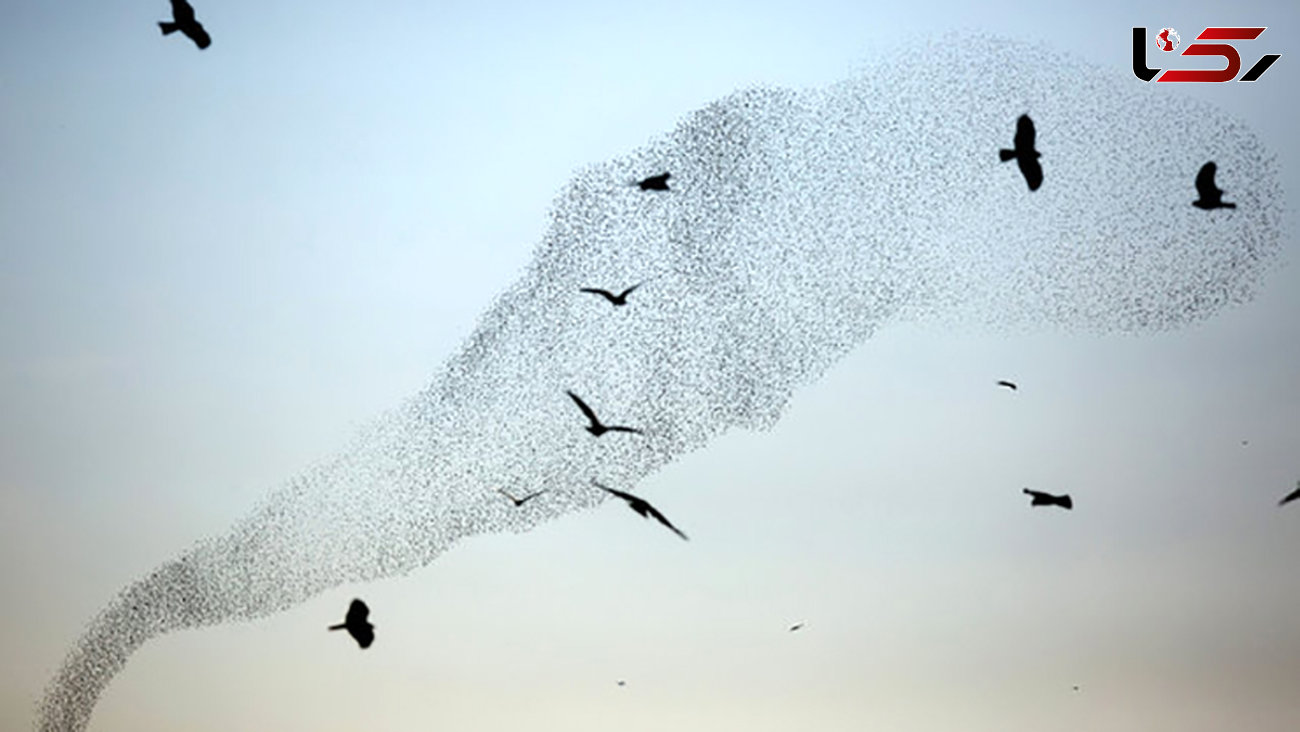 عکس های شگفت انگیز از هنرنمایی پرندگان در آسمان