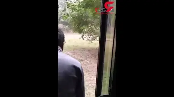 فیلم تکاندهنده از گرفتار شدن یک مرد در میان چنگال 2 شیر درنده