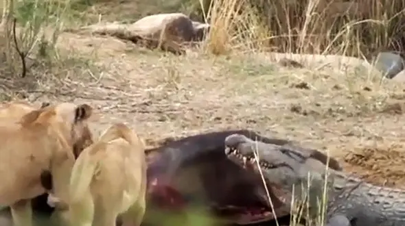 جدال کروکودیل با 3 شیر بر سر خوردن یک اسب آبی + فیلم دیدنی
