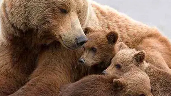 از نوک تیز لک لک تا توله خرس ها در شکار