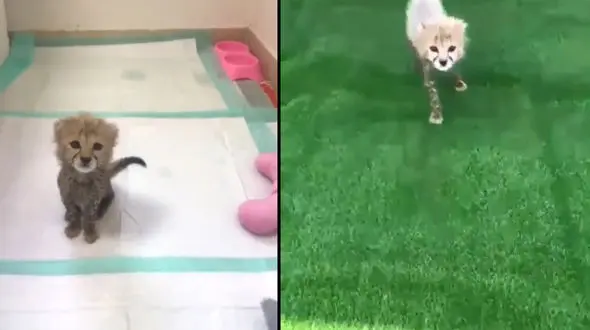 اولین فیلم از گوشت خوردن « پیروز » توله یوزپلنگ ایرانی / وزن توله یوزپلنگ نصف مقدار استاندارد است