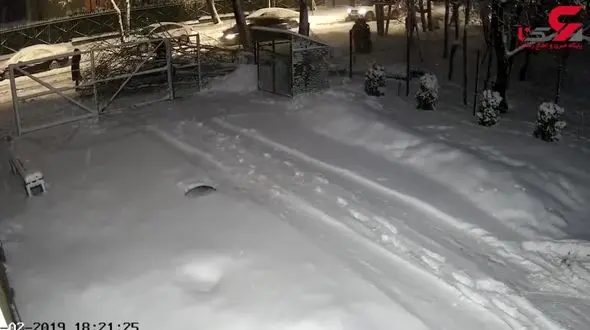 فیلم لحظه سقوط درخت تنومند روی یک مرد جوان