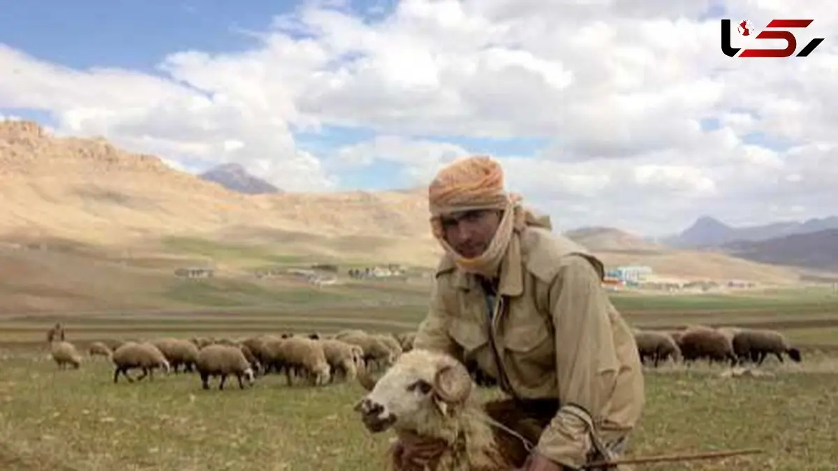 خلاقیت خنده دار چوپان با طراحی صندلی برای اُلاغش حماسه آفرید +عکس