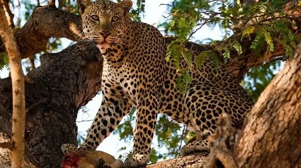  شکار پلنگ در باتلاق و ظاهر شدن اسب آبی غول پیکر !