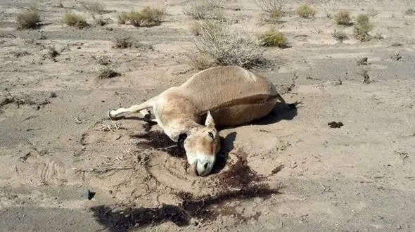 واکنش محیط زیست استان فارس به مرگ چندین گور ایرانی/ هیچ گورخر ایرانی به علت کمبود آب در استان تلف نشده است
