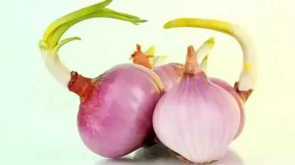 مزایای پیاز برای بدن / راهکار رفع بوی بد دهان بعد از خوردن پیاز + فیلم