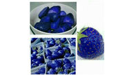 توت فرنگی های آبی رنگ + عکس
