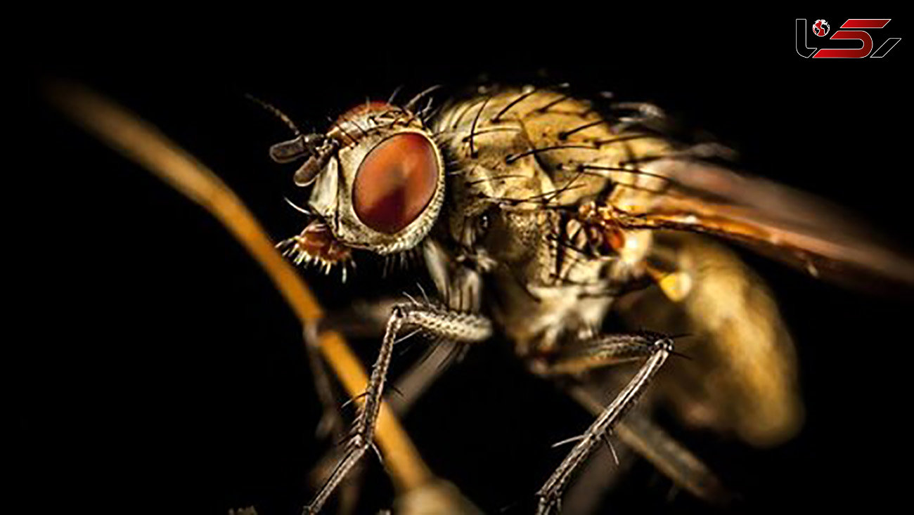 چرا باید از مگس‌ها دوری کنیم؟ / واقعیتی ترسناک درباره این حشرات موذی