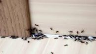 از بین بردن مورچه های خانگی با ساده ترین روش ها