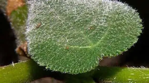 این گیاه آدم را وادار به خودکشی می ‎کند! +عکس
