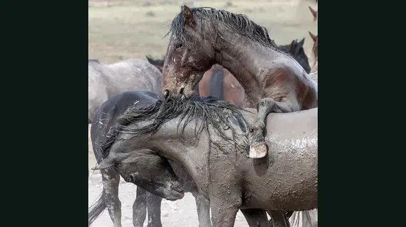 دعوای 2 اسب وحشی + عکس