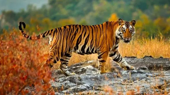 شاخ و شانه کشیدن 2 ببر با غرش‌ های هولناک