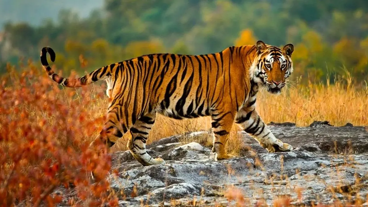 شاخ و شانه کشیدن 2 ببر با غرش‌ های هولناک