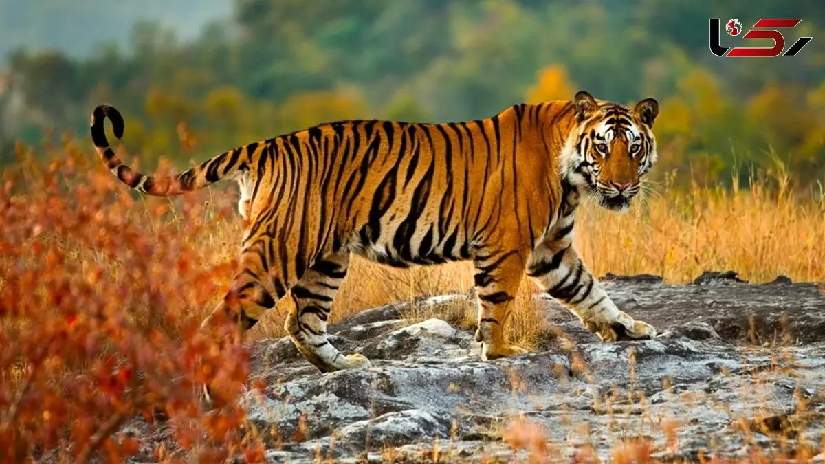 شاخ و شانه کشیدن 2 ببر با غرش‌ های هولناک