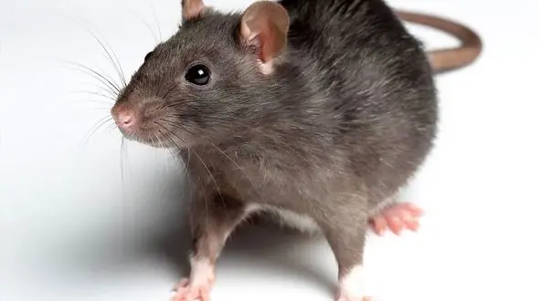 موش‌ها بلای جان مزارع دیم اردبیل شدند!/توصیه سازمان جهاد کشاورزی به باغداران و زارعان