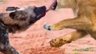از آرامش پاندا تا هجوم کفتار ها