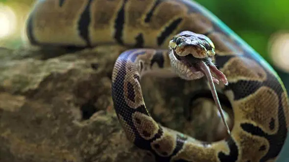 نجات دادن مار پیتون از داخل چاه + فیلم 