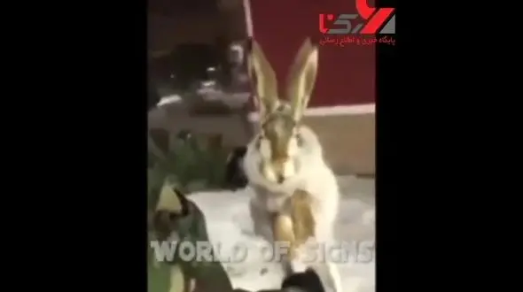 فیلم ناراحت کننده از یخ زدن حیوانات در موج سرما 