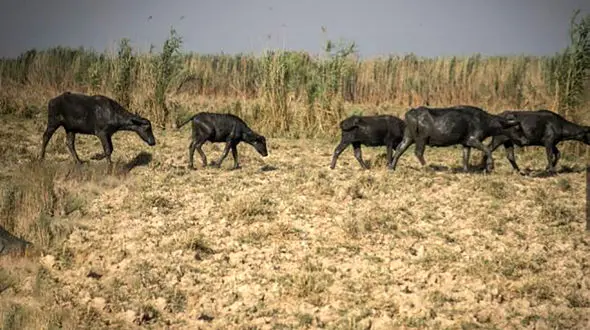 همه چیز در مورد گاومیش های خوزستان + فیلم