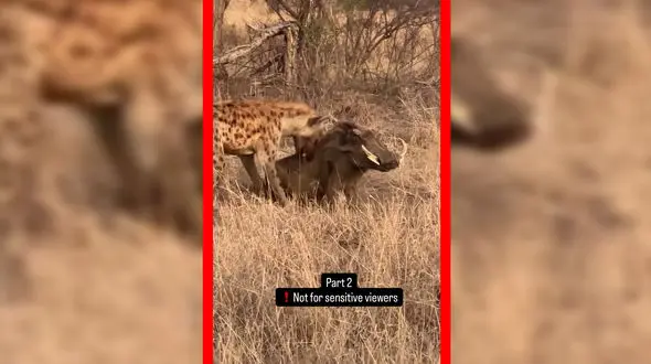 فیلم شکار گراز توسط کفتار