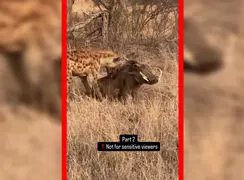 فیلم شکار گراز توسط کفتار