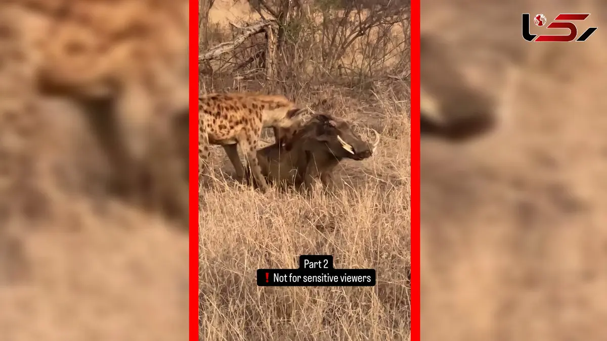 فیلم شکار گراز توسط کفتار