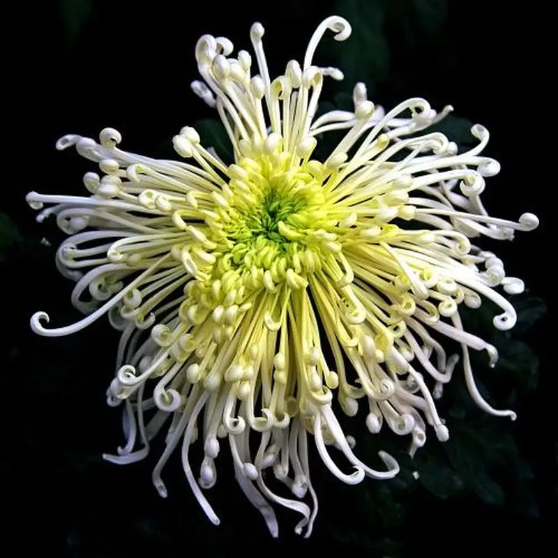 گل داوودی عنکبوتی