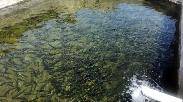 افزایش ظرفیت تولید خاویار استان به ۲۰ تن /مدیرکل شیلات لرستان وعده داد