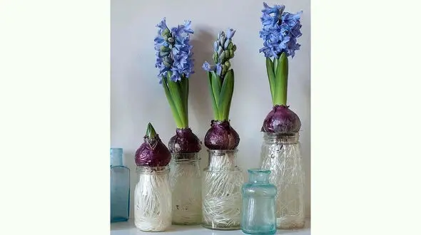 نحوه کاشت پیاز گل سنبل در آب