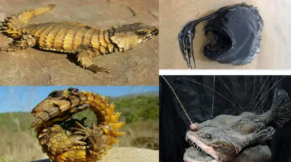 از این جانوران نترسید! + عکس 