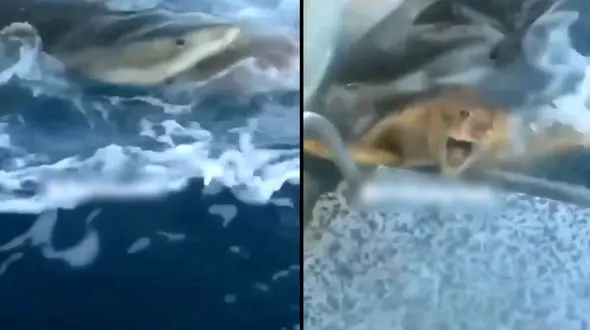 فیلم دیدنی از فرار لاک پشت نگون بخت از دهان کوسه بزرگ