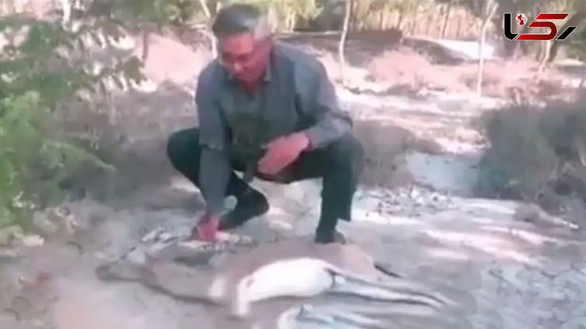 عکس دردناک از آهو بیچاره ای که از ترس شکارچیان هرمزگانی ایست قلبی کرد
