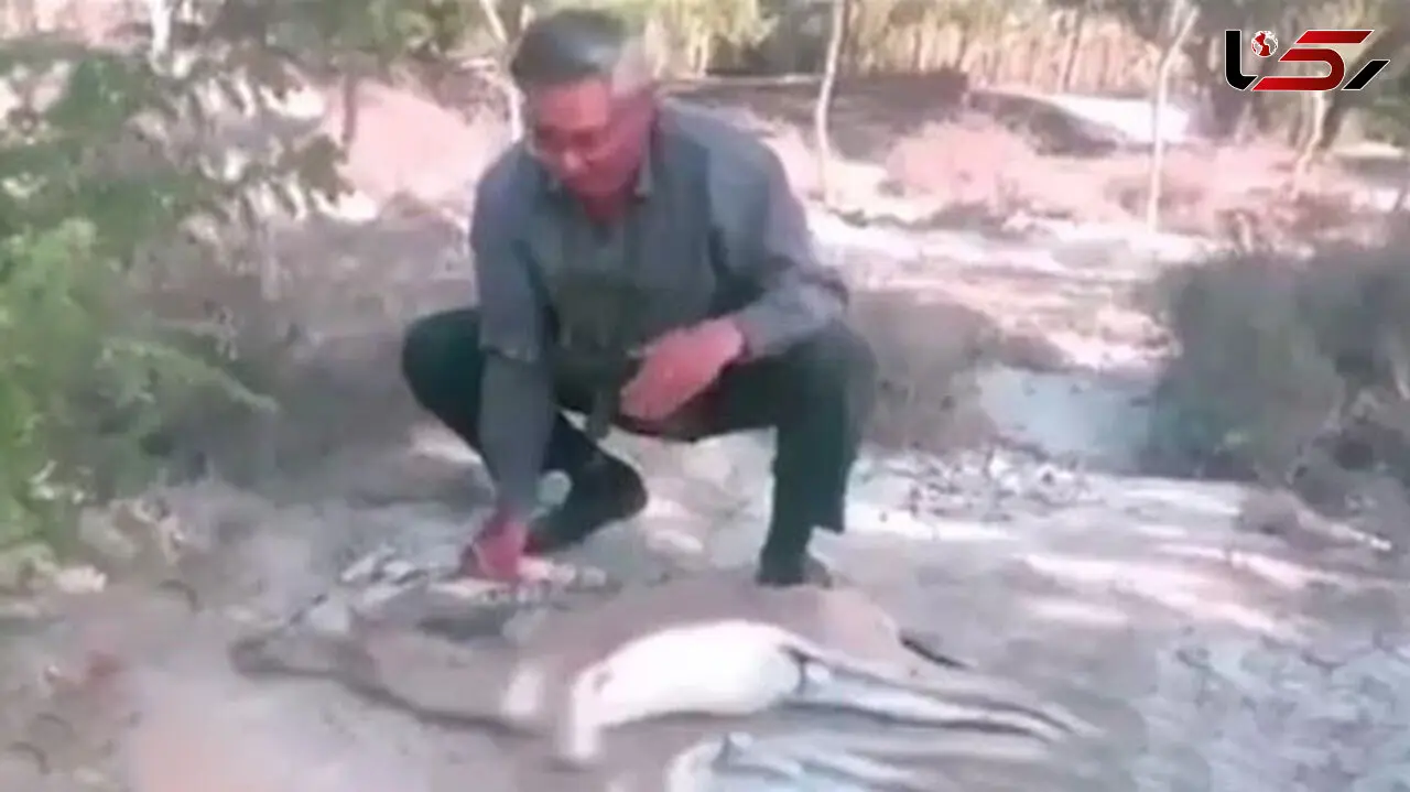 عکس دردناک از آهو بیچاره ای که از ترس شکارچیان هرمزگانی ایست قلبی کرد