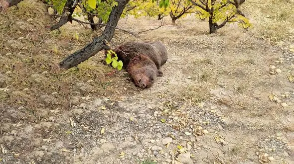 شلیک مرگ به دو خرس قهوه ای / اتفاق تلخ در سمنان 