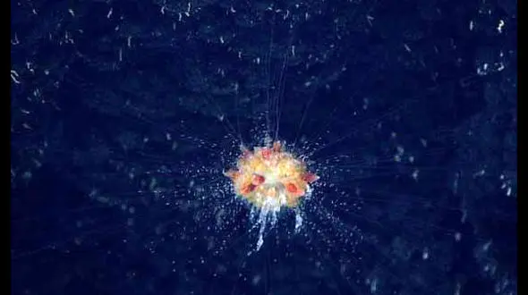 موجودی جالب و عجیب در اعماق اقیانوس +فیلم و عکس