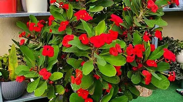 طرز نگهداری از گل مرجان 