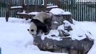 ذوق زده شدن خرس‌های پانادا در اولین بارش برف + فیلم