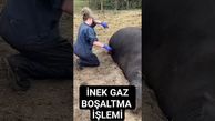 فیلم/ نجات دادن یک گاو در مرز انفجار توسط دامپزشک با خالی کردن گاز شکم 